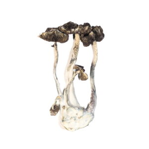 Albino A+ Mushroom UK